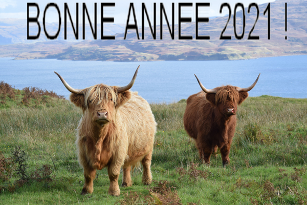 Photo de deux vaches écossaises (Highland) avec voeux de bonne année